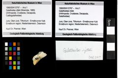 Foto (Objekt + Etiketten) von Galatheites zitteli (Moericke, 1889) 